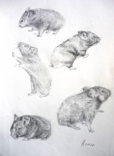 + štúdia škrečka Boba +